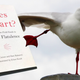 Image for article titled Finally, There's a Book About Which Animals Fart
